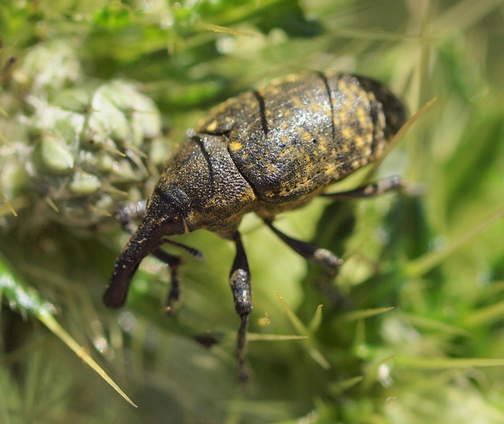 Larinus sp. (Curculionidae)